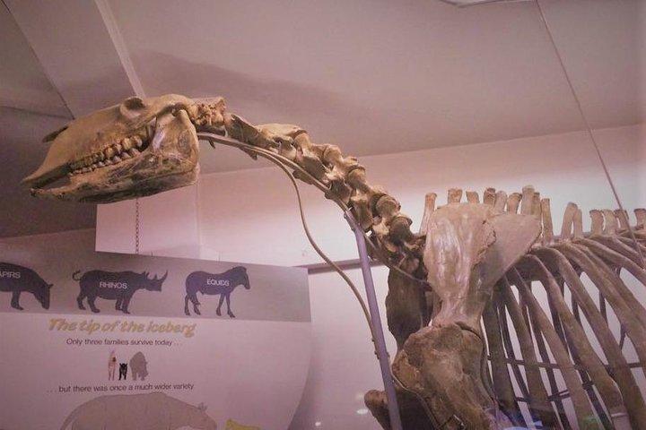 ロンドン自然史博物館の子供と家族向けプライベートツアー