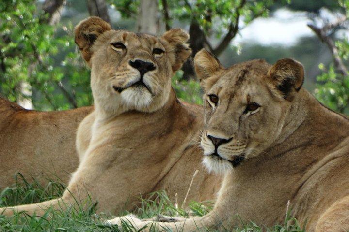 2 Days Safari to Tarangire NP & Ngorongoro Crater from Arusha