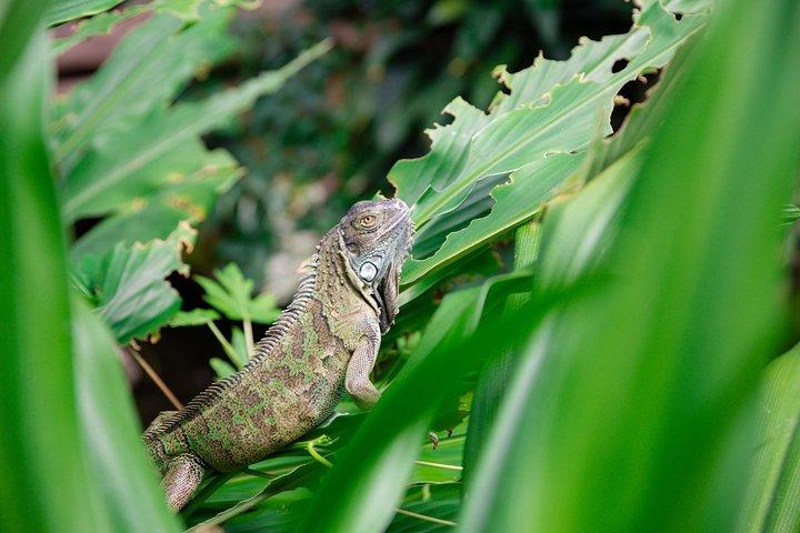 Victoria Butterfly Gardens Ticket