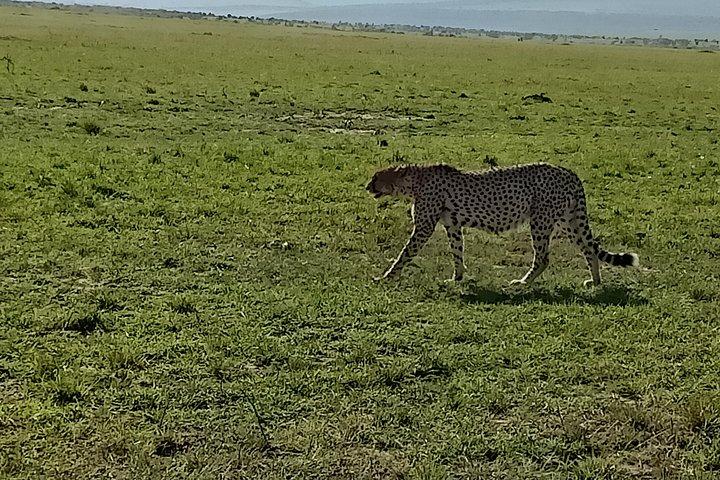 Safari naturalistici e progetti di conservazione