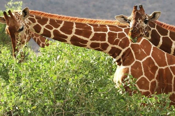 4 Days Ol Pejeta & Samburu National Reserve Safari
