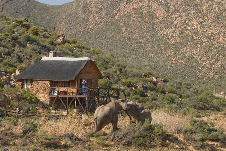 Cape Town Safari Big 5 experience all inclusive