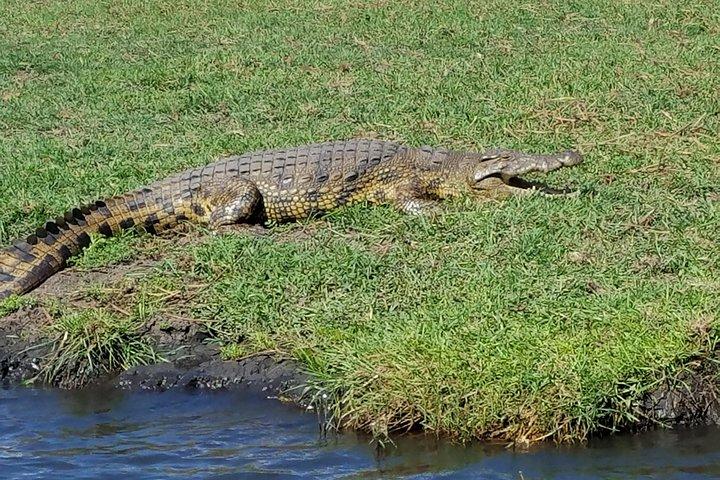 5 Tage 4 Nächte Budget Abenteuer Safari in Victoria Falls & Chobe National Park