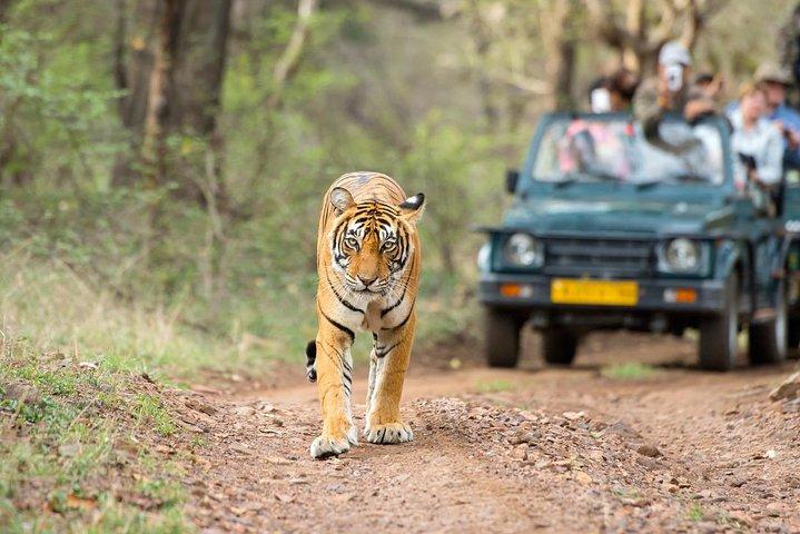 Au départ de Jaipur Ranthambore Tiger Safari Day Trip