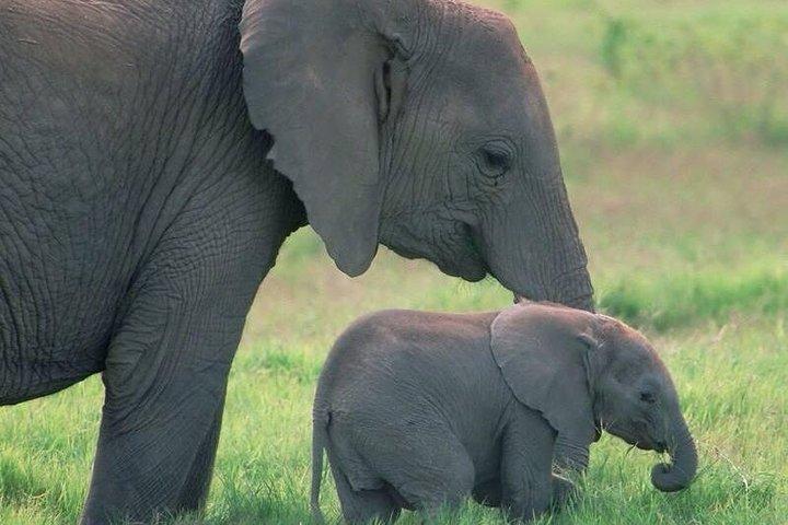 Safari in Tanzania 5 giorni: Manyara, Ngorongoro, Serengeti