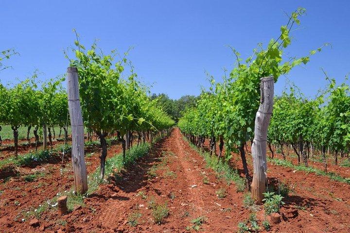 Tour vintage dell'Istria slovena - Tour privato da Lubiana