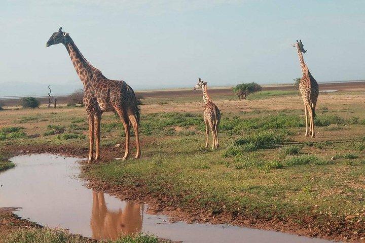Safari da 5 giorni nel Maasai Mara Lake Nakuru, Lake Naivasha, Kenya