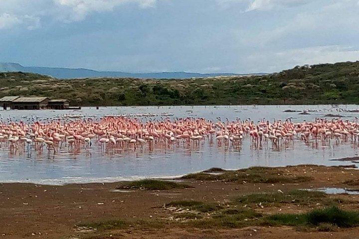 7 jours de safari guidé au Kenya