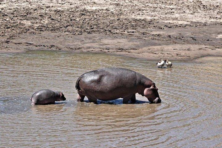 8 jours 7 nuits en Tanzanie et au Kenya Wildlife Safari