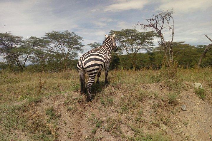 ナイロビ発アンボセリ日帰り旅行