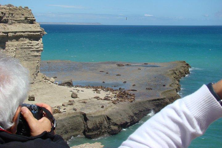 Esclusivo Peninsula Valdes Natura e fauna selvatica per gli ospiti della crociera