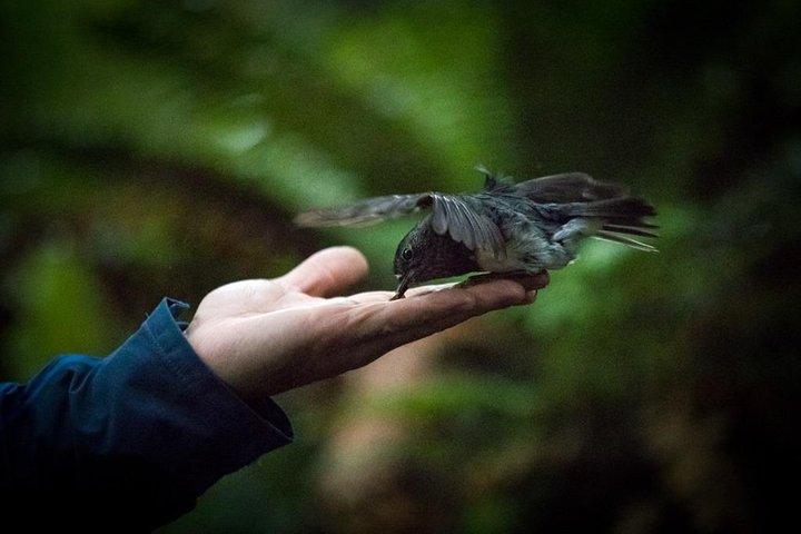 Rotorua Canopy Tours : 2.5Hour Native Forest Zipline Adventure
