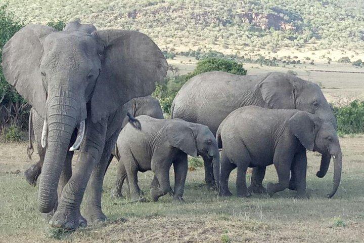 アドベンチャー4日間マサイマラ-ナクル湖サファリ