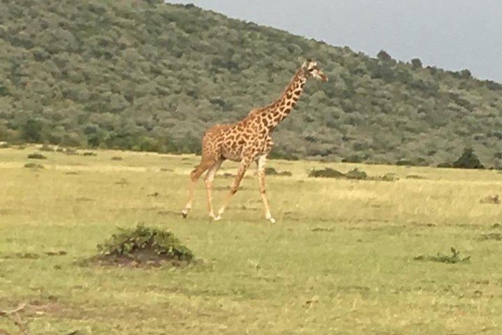アドベンチャー4日間マサイマラ-ナクル湖サファリ