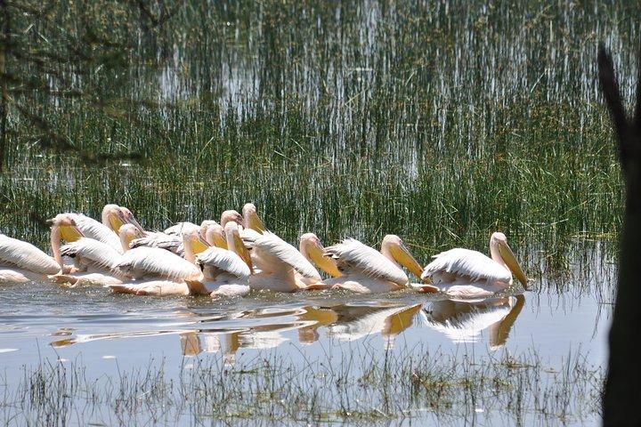 ナクル湖国立公園の日帰り旅行