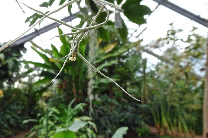 Skip-the-Line: toegangsticket voor de botanische tuin