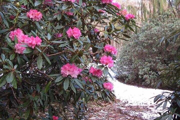 Skip-the-Line: toegangsticket voor de botanische tuin