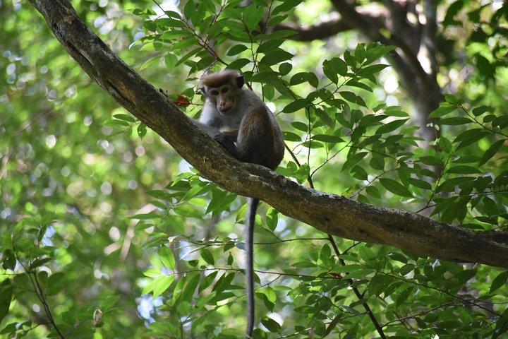 Tour della foresta pluviale di Sinharaja (intera giornata)