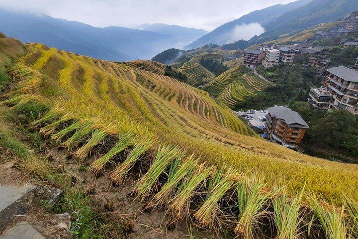 Tour giornaliero di Guilin Longji Rice Terraces e Four Lakes Night Cruise