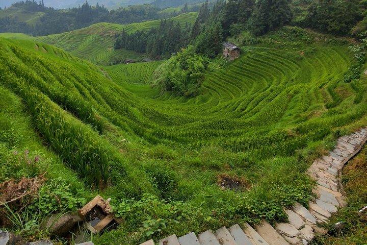 Tour giornaliero di Guilin Longji Rice Terraces e Four Lakes Night Cruise