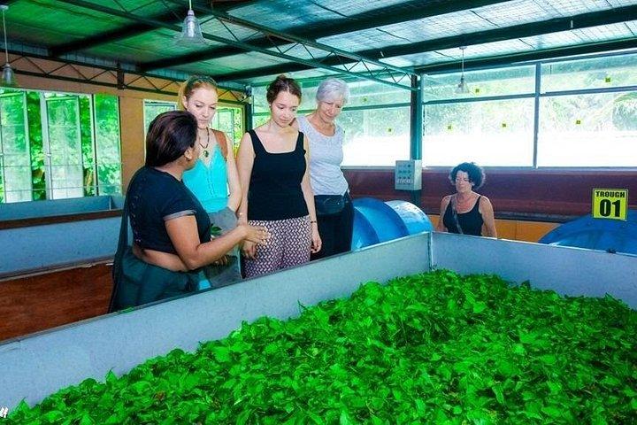 Giro turistico di Kandy da Colombo (tutto compreso)