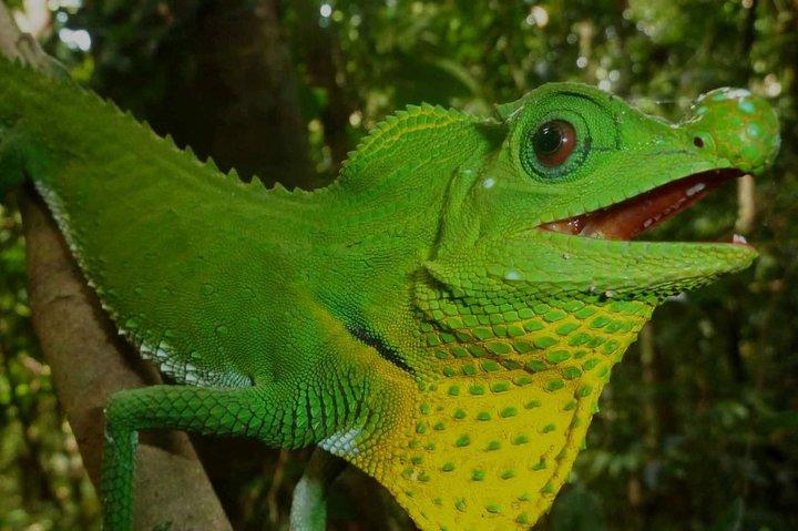 Sri Lanka Sinharaja Rain Forest Tour com transporte