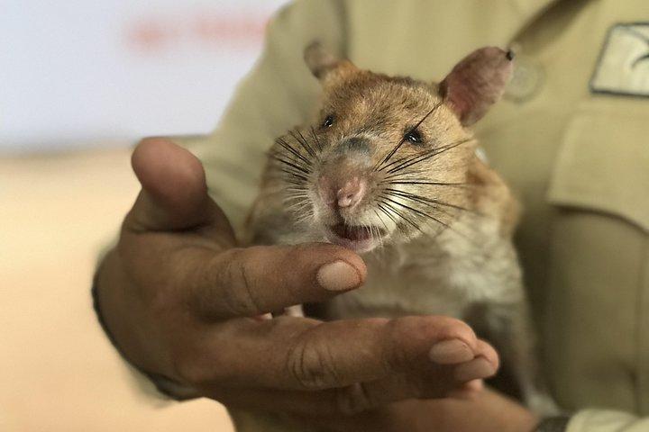 私立戦争博物館、キリングフィールド、アポポポビジターセンターツアー