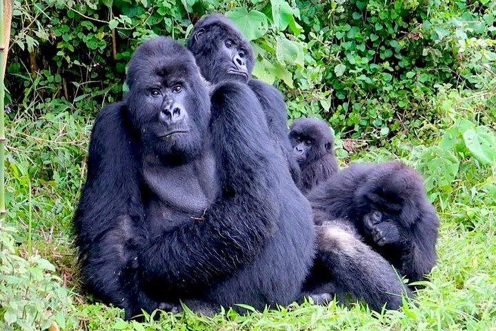 Parco nazionale dei vulcani di Gorilla trekking di 1 giorno