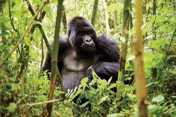 1-dags Gorilla trekking vulkaner nationalpark