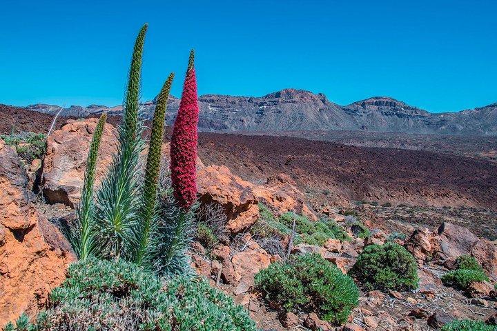 Tour di mezza giornata del Parco Nazionale del Teide con pick up dall'hotel