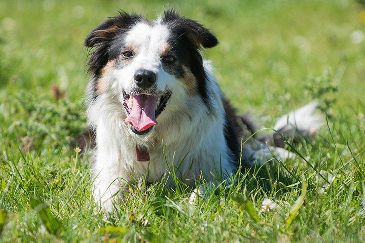 Caherconnell Fort & Sheepdog Manifestações