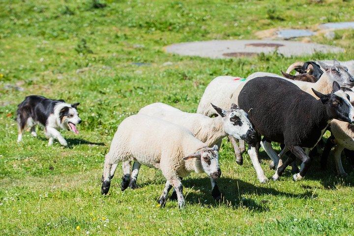 Caherconnell Fort & Sheepdog Manifestações