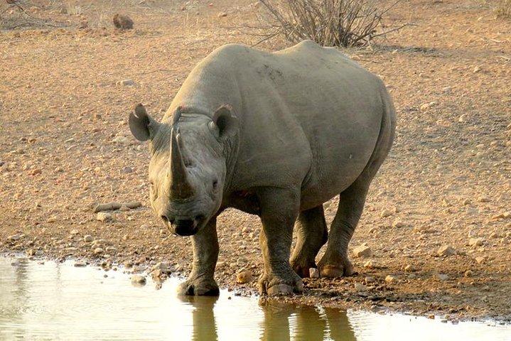 Pirschfahrt und Rhino Walk