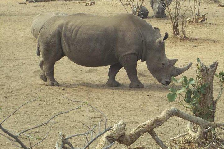 Pirschfahrt und Rhino Walk