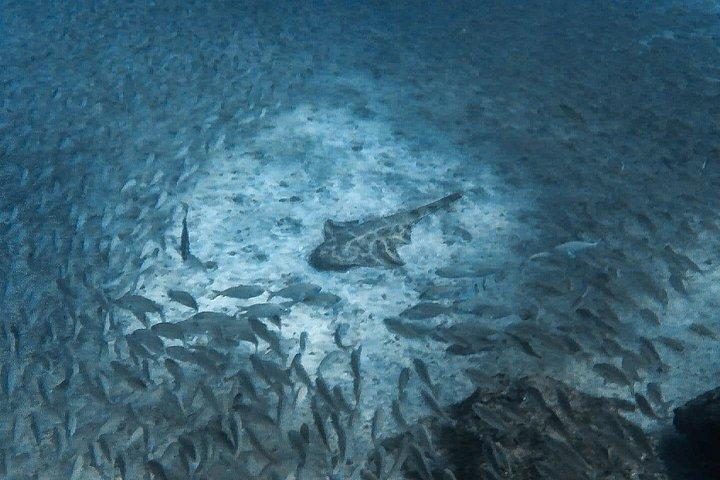 Open Water Diver Scuba Diving Course in Puerto de Mogan