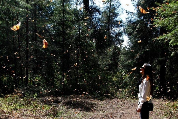 Monarch Butterfly Sanctuary Day Trip from Mexico City