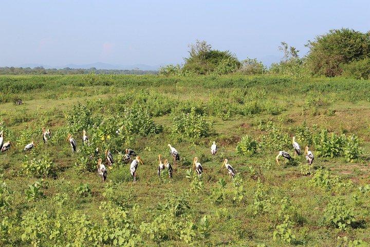 Udawalawe National Park Safari | Från Mirissa | Galle | Weligama