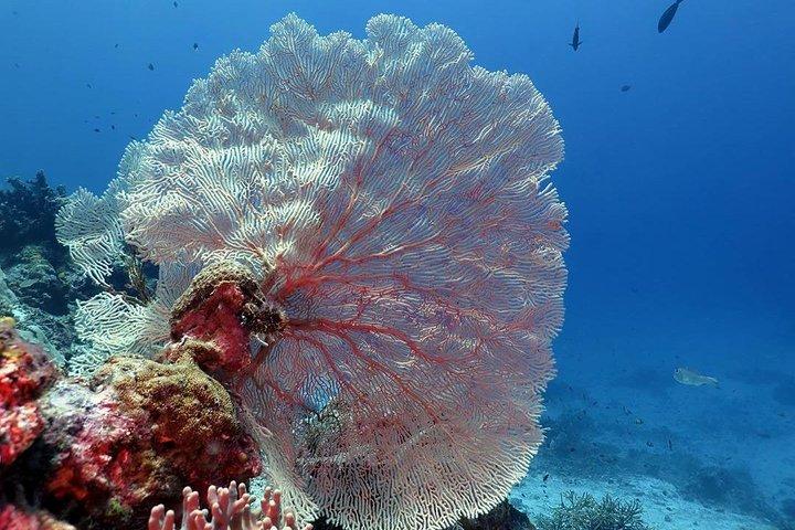 Das Dreipunktschnorcheln auf Bunaken Island beinhaltet Mittagessen und Shuttle