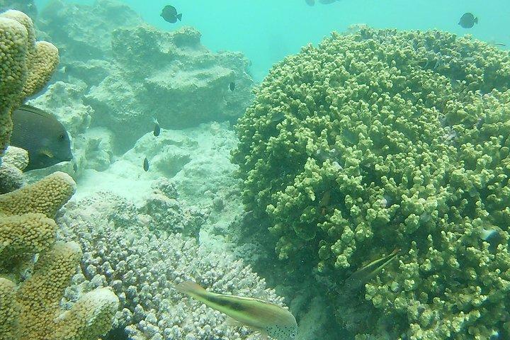 Pongwe Coral reef Snorkelen