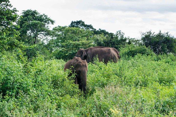 Udawalawe National Park Safari | Från Mirissa | Galle | Weligama