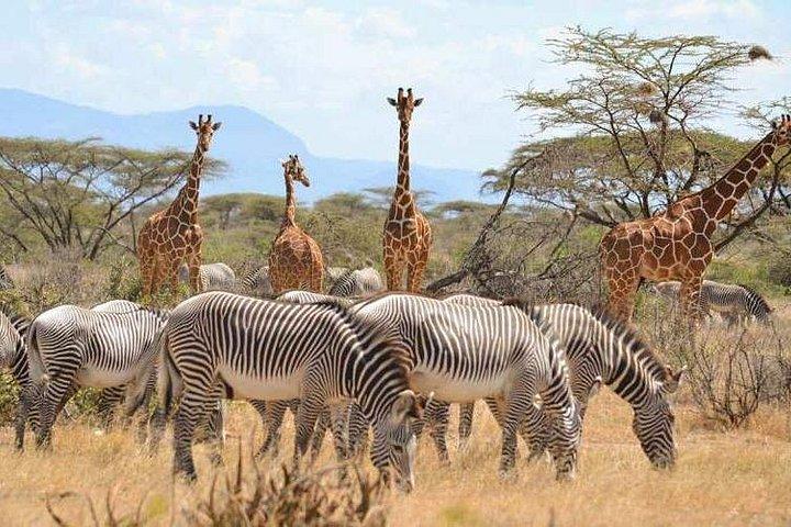 6日間サンブル、オルペヘタ、ナクル、ナイバシャサファリ