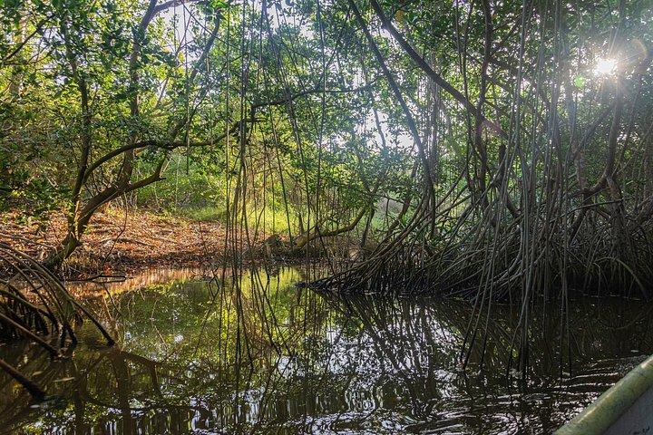 La Boquilla. Rhythms, Roots & Mangroves