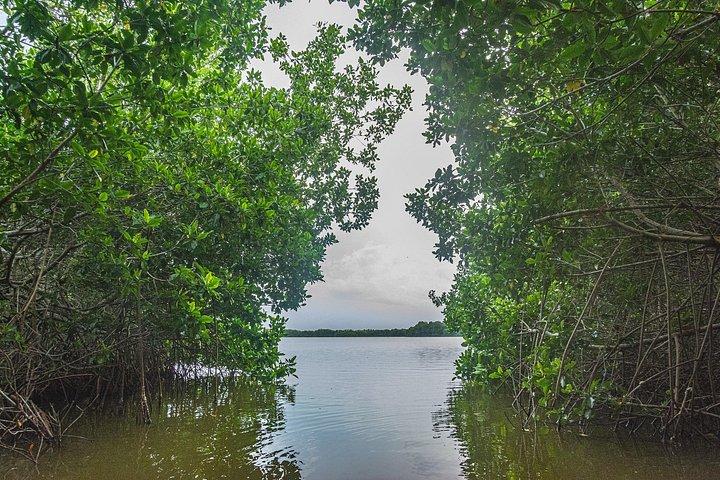 La Boquilla. Rhythms, Roots & Mangroves