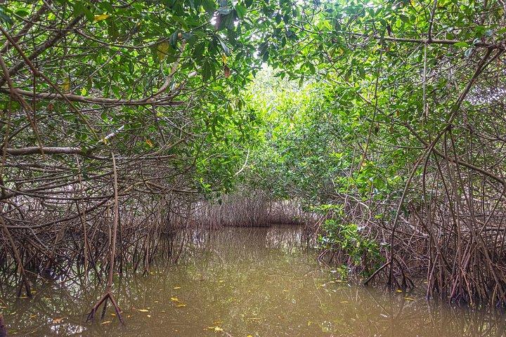 La Boquilla. Rhythms, Roots & Mangroves