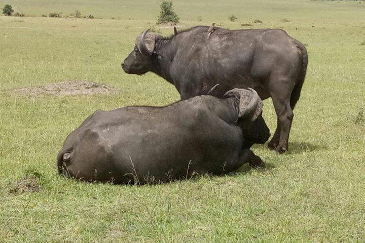 5-daagse Kenia avontuurlijke safari