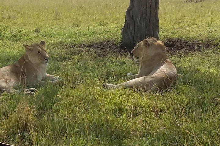 Safari aventureux de 5 jours au Kenya
