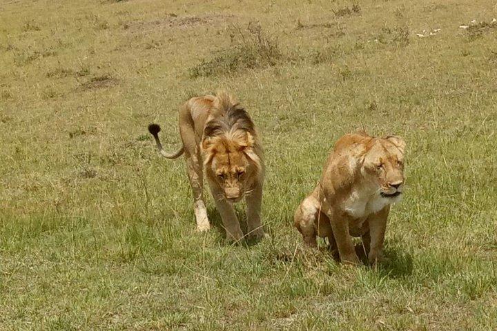 Safari aventureux de 5 jours au Kenya
