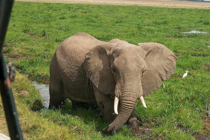Safari aventureux de 5 jours au Kenya