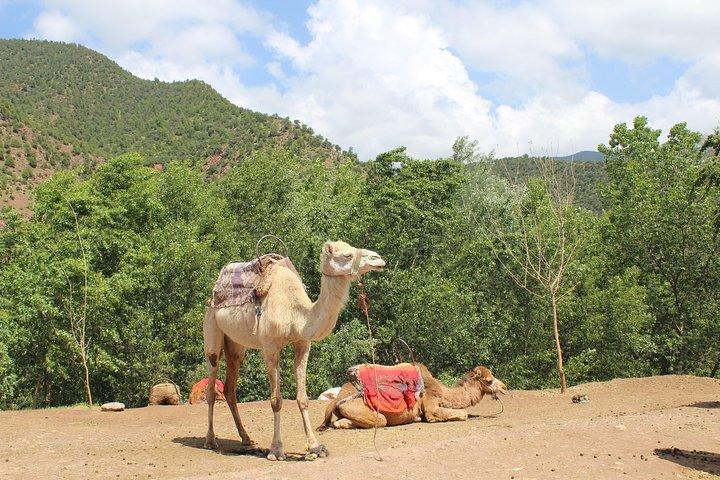 Premium Atlas Mountains & Berber Village Day Trip with Camel Ride