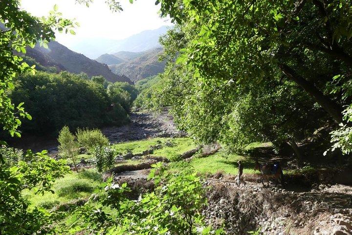 アトラス山脈と 3 つの谷と滝 : マラケシュからのガイド付き日帰り旅行
